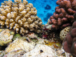 The underwater world of the Red Sea with colorful coral reef inhabitants