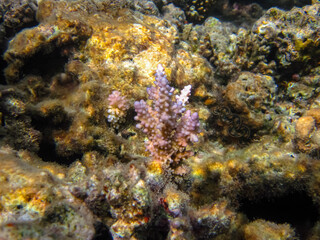 Naklejka na ściany i meble The underwater world of the Red Sea with colorful coral reef inhabitants