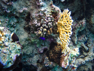 The underwater world of the Red Sea with colorful coral reef inhabitants