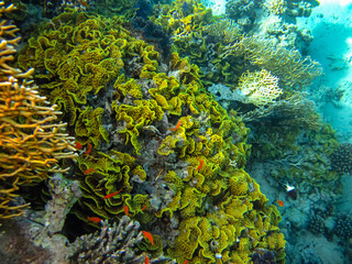 Fototapeta na wymiar The underwater world of the Red Sea with colorful coral reef inhabitants