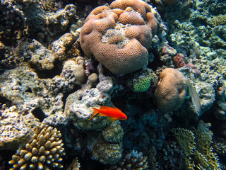 The underwater world of the Red Sea with colorful coral reef inhabitants