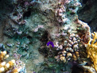 The underwater world of the Red Sea with colorful coral reef inhabitants