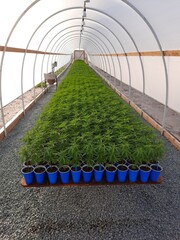 cannabis cuttings small plants clones 1