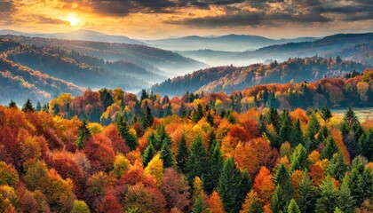 top view, Overhead colorful mixed autumn forest aerial background, made directly from above  - obrazy, fototapety, plakaty