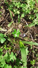 grass with drops