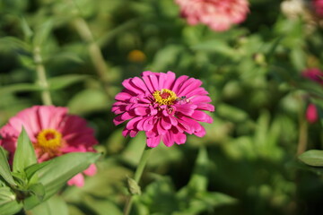Close-up of Zinnia elegans flower field, beautiful natural and relaxing pink-red tones.