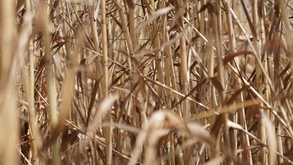 Close-up of Arundo donax L trees in autumn, El Nino, turning yellow