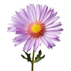 Obraz premium purple daisy isolated on transparent background, png