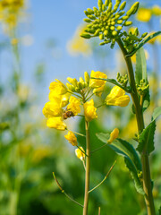 Rapeseed flowerson blue sky background