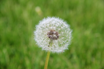 Fragile dandelion on green summer grass background