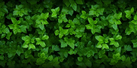 Fotobehang Groen Lush Green Foliage Verdant Plant Wall Texture Amidst Nature S Blissful Garden Background  