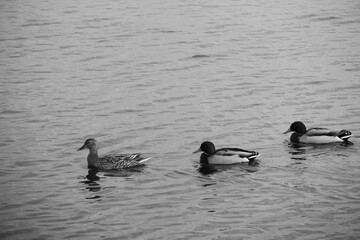 Black and white photo of ducks flock on water surface