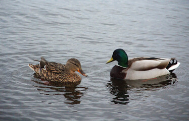 Obraz premium Couple of ducksare resting on water surface.