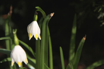 Gentle St. Agnes' flowers in blooming season.