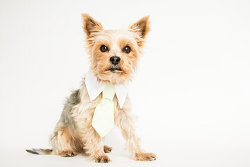 Kleiner Yorkshire Terrier mit Krawatte