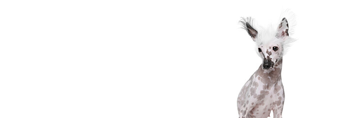 Portrait of cute l purebred Chinese crested dog sitting, looking down isolated on white background. Concept of animal, domestic pet, vet, health, companion. Banner. Empty space to insert text, ad