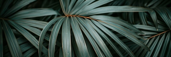 Exquisite natural background featuring textured palm leaves in a tropical setting