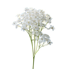 Obraz premium baby's breath isolated on transparent background, png