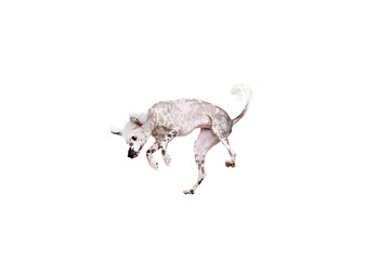 Adorable, playful purebred Chinese crested dog in motion in mid-hair, jumping, playing isolated on white studio background. Concept of animal, domestic pet, vet, health, companion