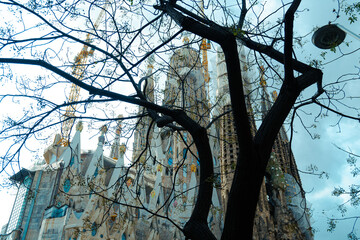 tree with Sagrada Familia in background