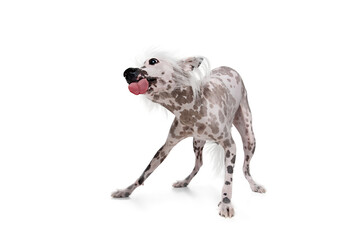 Playful, happy, adorable purebred Chinese crested dog playing, catching ball in motion isolated on white studio background. Concept of animal, domestic pet, vet, health, companion