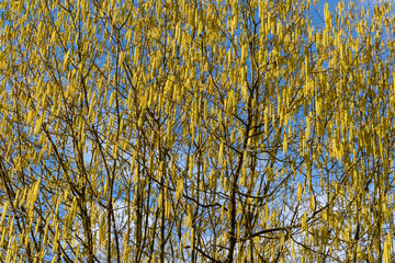 Hazel. Young male catkins of Corylus avellana.