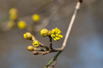 Yellow flowers of Cornus mas, close-up. Cornel, the Cornelian cherry, European cornel, Cornelian cherry dogwood.