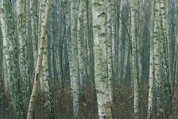 Schilderijen op glas Young birch forest. Thin tree trunks. © bykot
