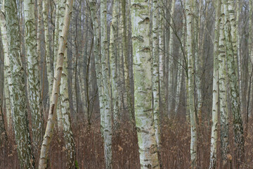 Young birch forest. Thin tree trunks.