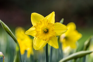 A close up of a yellow daffodil in the spring sunshine - 747123691