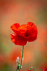 A close up of a poppy flower in the summer sunshine, with selective focus - 747123804