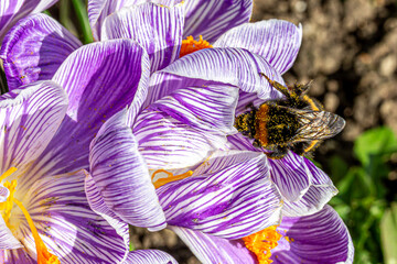 Looking down at a bee collecting pollen from a purple crocus flower - 747123837