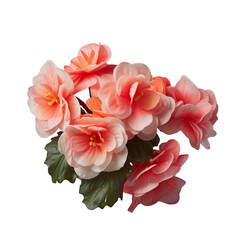 begonia isolated on transparent background, png
