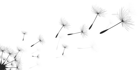 Vector illustration dandelion time. Black Dandelion seeds blowing in the wind. The wind inflates a dandelion isolated on a white background.