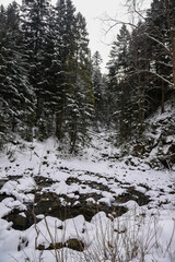 Winter river on the edge of the forest in the Ukrainian Carpathians