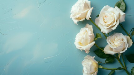 Elegant white roses on a serene blue background