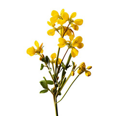 Fototapeta premium birds foot trefoil isolated on transparent background, png