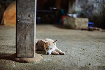 cute dog in a rural village house in sapa, vietnam - 747125625