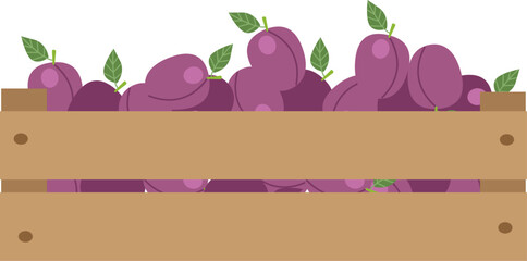 Plums in a wooden box. Vector illustration. Isolated on white background. Harvest eco and healthy fruits , summer , utumn season .Flat illustration for you design.