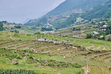 village rice fields terrace in mountains in sapa, vietnam - 747125877