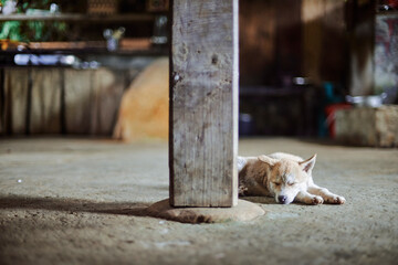 cute dog in a rural village house in sapa, vietnam - 747125897