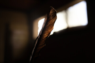Close-up of a bird feather in front of a window in a dark room