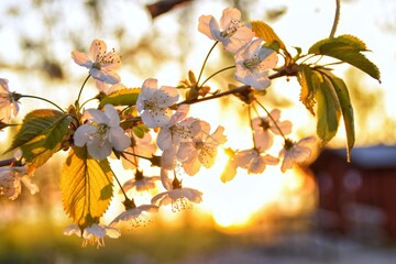 Blossoming cherry branch in the rays of the setting sun.