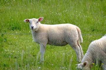 Obraz premium Sheep in the meadow