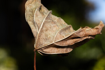 Dry brown vine leaf in the garden