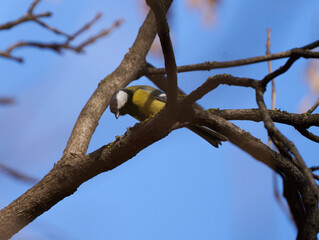 Great tit perched in a tree