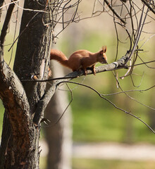 Squirrel in a tree