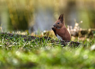 Fototapeta premium Cute red squirrel in the grass