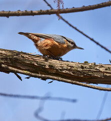 Nuthatch perched on a tree bark