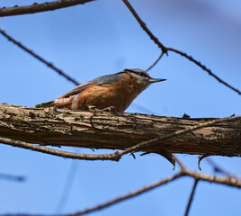 Nuthatch perched on a tree bark